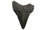 Juvenile Megalodon Tooth - South Carolina #333541-1